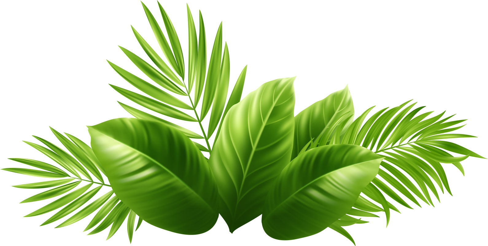 Palm leaf